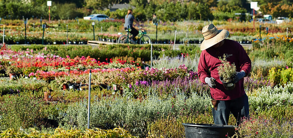 Devil Mountain Nursery