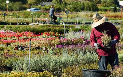 Devil Mountain Nursery