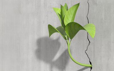 Little 3d plant growing on a concrete wall