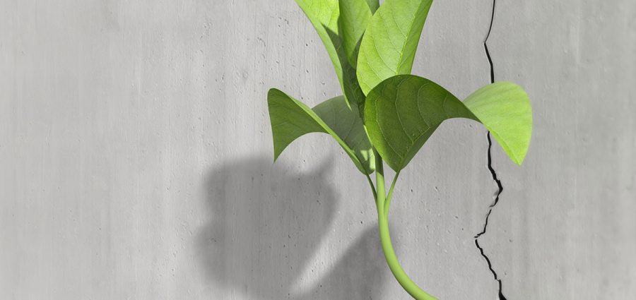 Little 3d plant growing on a concrete wall