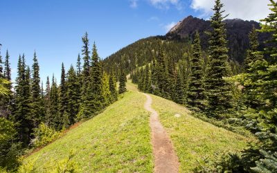 A narrow hiking path heads  through a pine forest, up a steep mountain ridge. Taken at Olympic National Park in Washington.