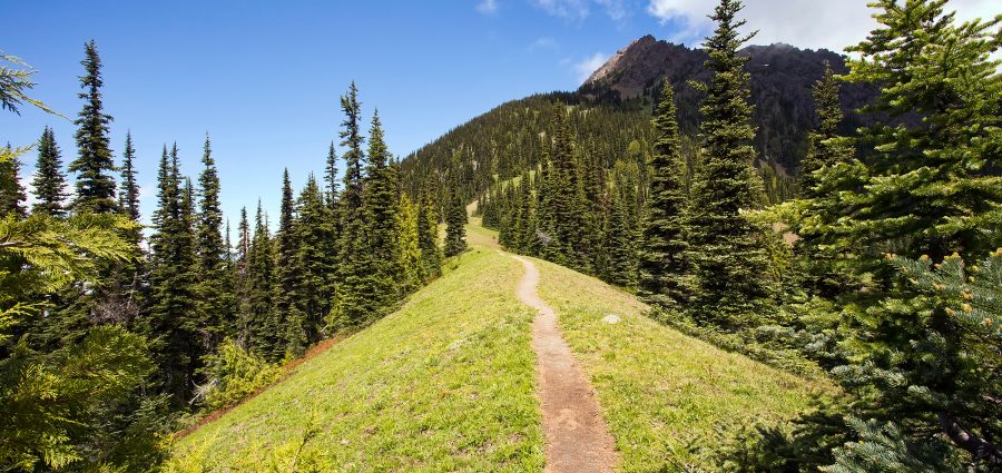 A narrow hiking path heads  through a pine forest, up a steep mountain ridge. Taken at Olympic National Park in Washington.