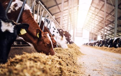 Group of cows at cowshed eating hay or fodder on dairy farm.