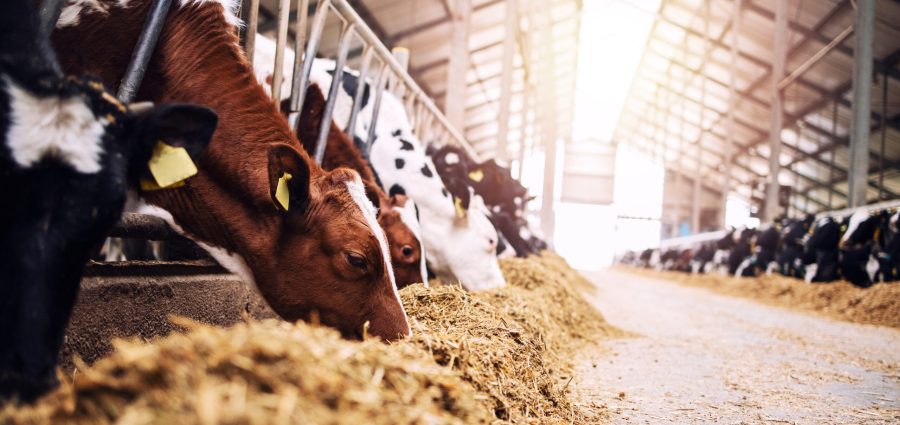 Group of cows at cowshed eating hay or fodder on dairy farm.