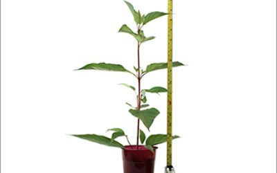 growth-tape-measure-plant