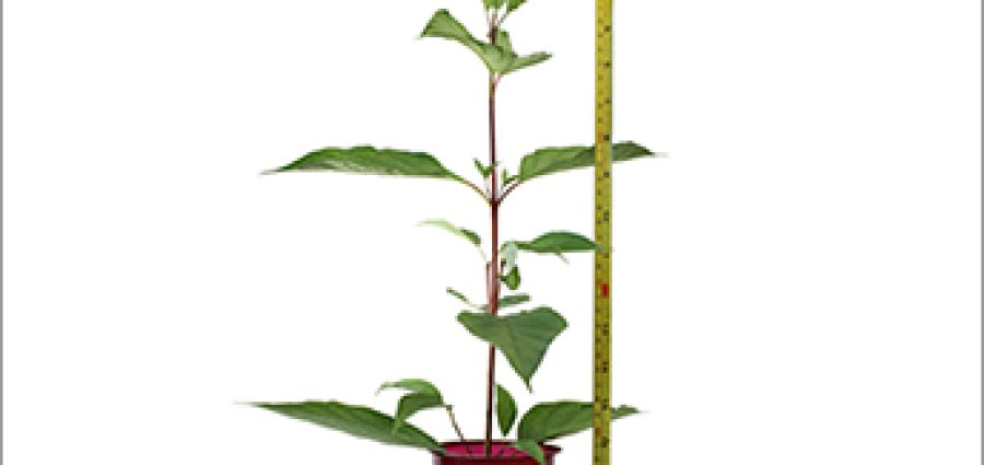 growth-tape-measure-plant