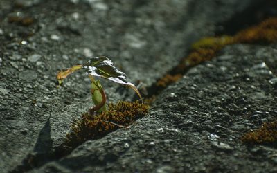 Close up view of a small wild plant growing on an urban walkway growing through the cement. Mental health concept for resilience, perseverance or growth